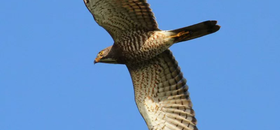 Taiwan Takes the Lead: Hosting the First International Summit to Safeguard Migratory Raptors, Our Precious Winged Guests