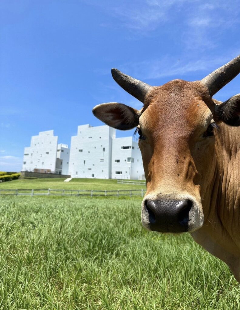 cows in the ocean paradise resort