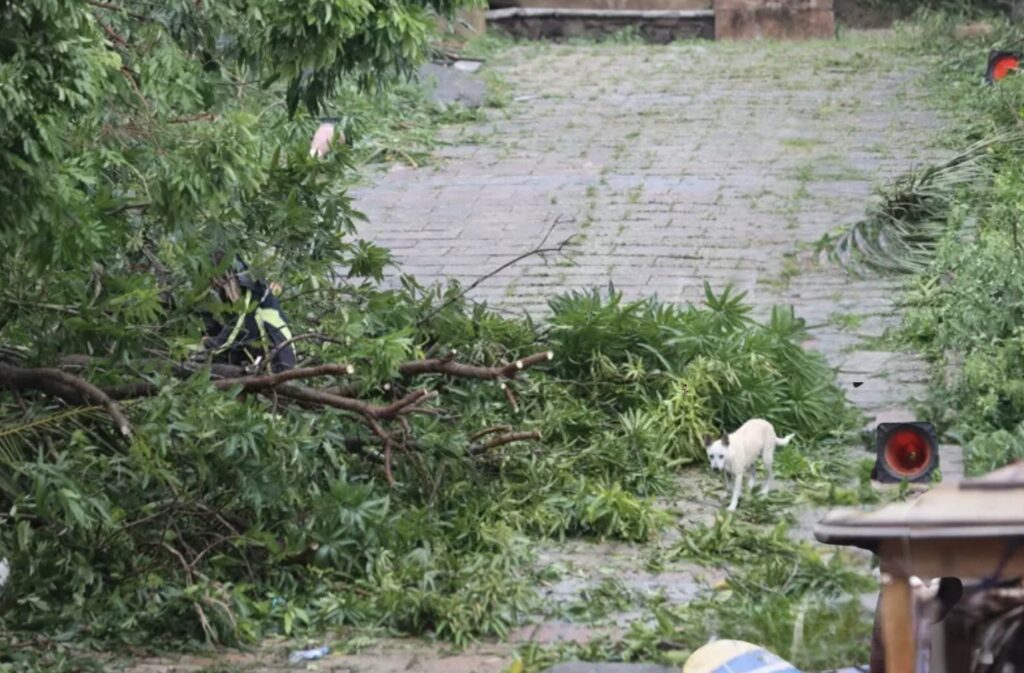 trees fell down in kenting