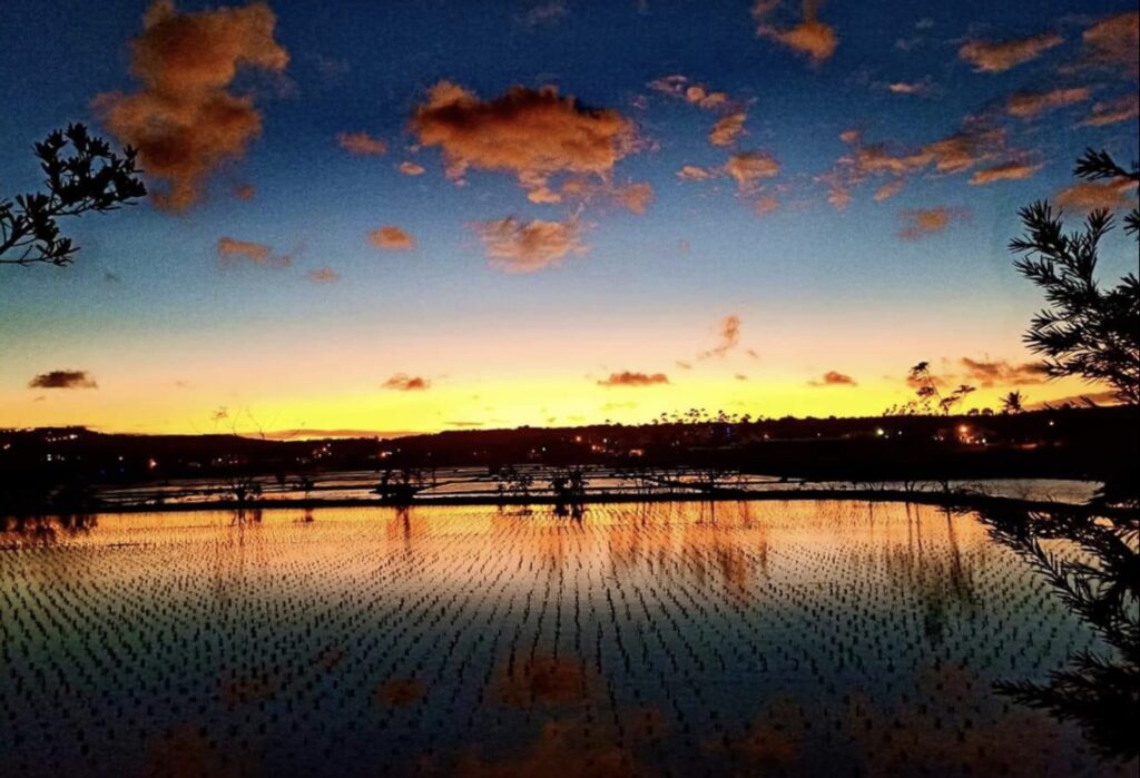 The sky filled with rosy dawn, the fields full of young rice shoots. In Longshui, green rice seedlings touch the sky. Photography by Longshui Community Guide - Lin Qiuyue Poetry by Longshui Community Guide - Lin Qiuyue.