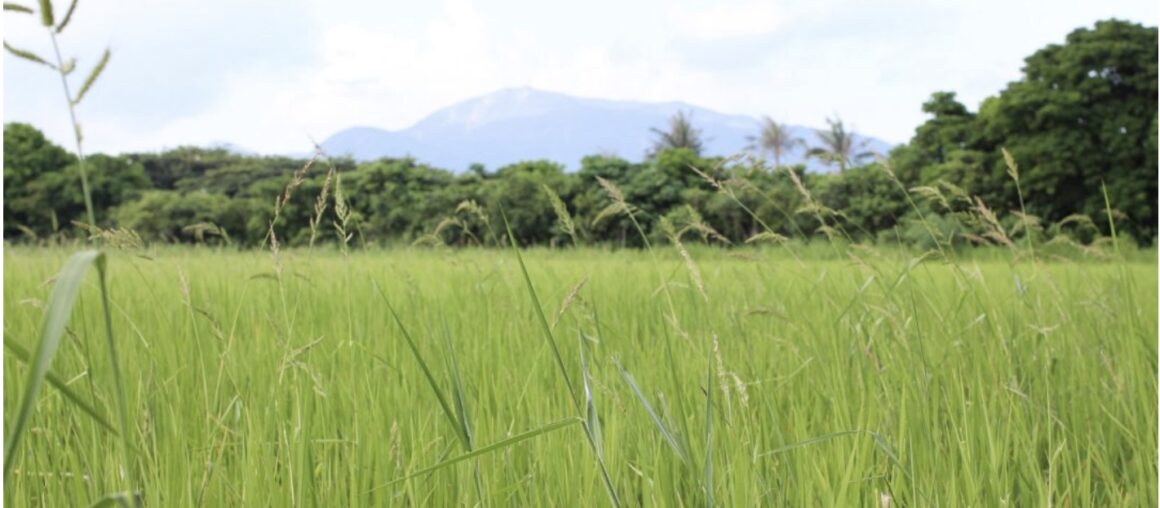 Discovering Longshui 龍水: Taiwan's Southern Organic Paddy Heartland