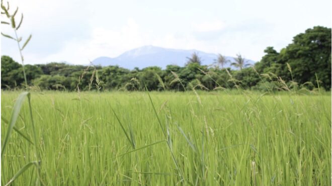 Discovering Longshui 龍水: Taiwan's Southern Organic Paddy Heartland