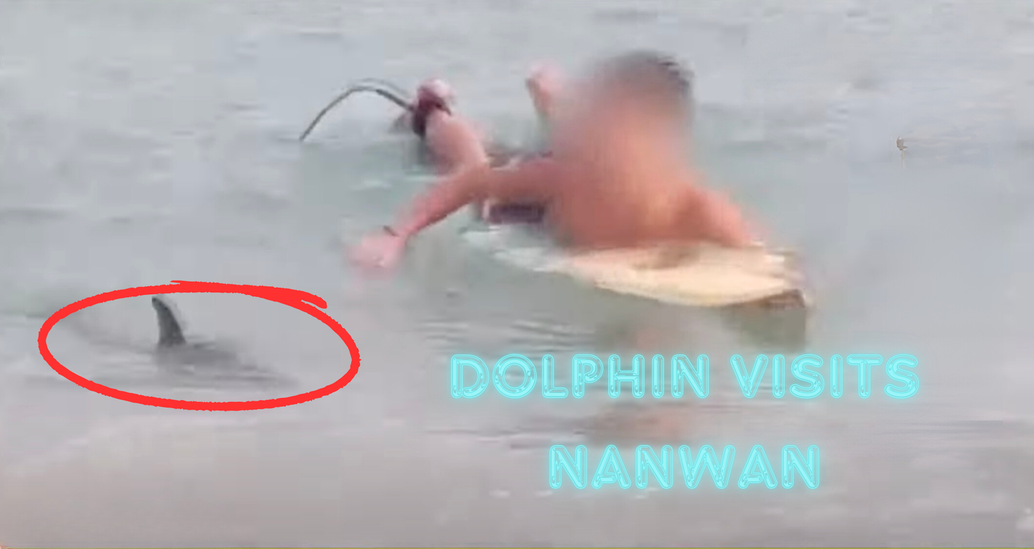 A Surprise Guest: The Dolphin of Nanwan Waters