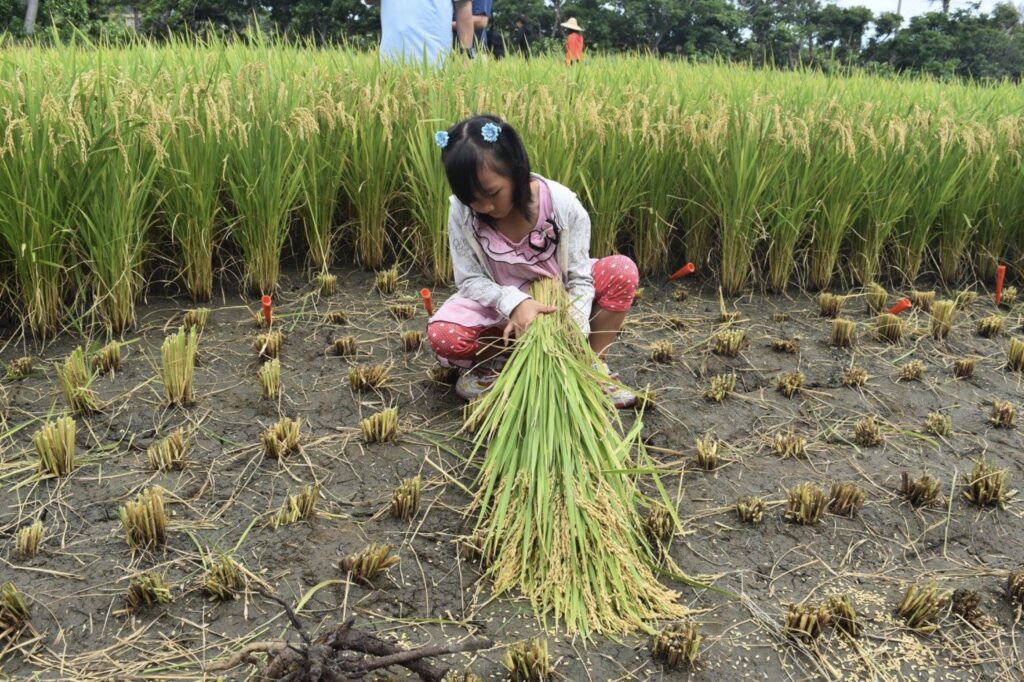 harvesting rice in lognshui