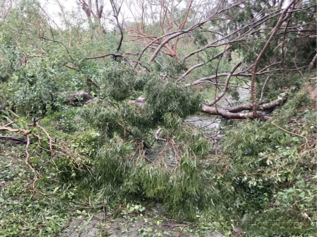trees broken in kenting