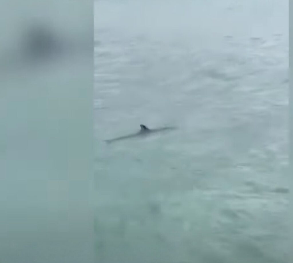 dolphin kenting