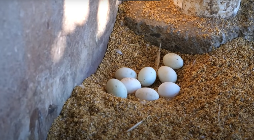 duck eggs