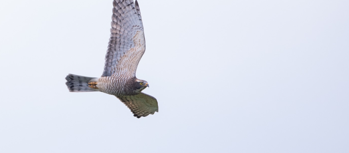 2023 International Grey-faced Buzzard and Migratory Raptors Summit in Kenting