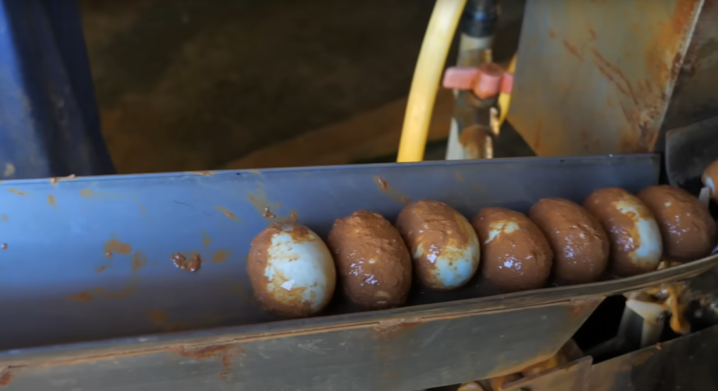 hongren duck eggs