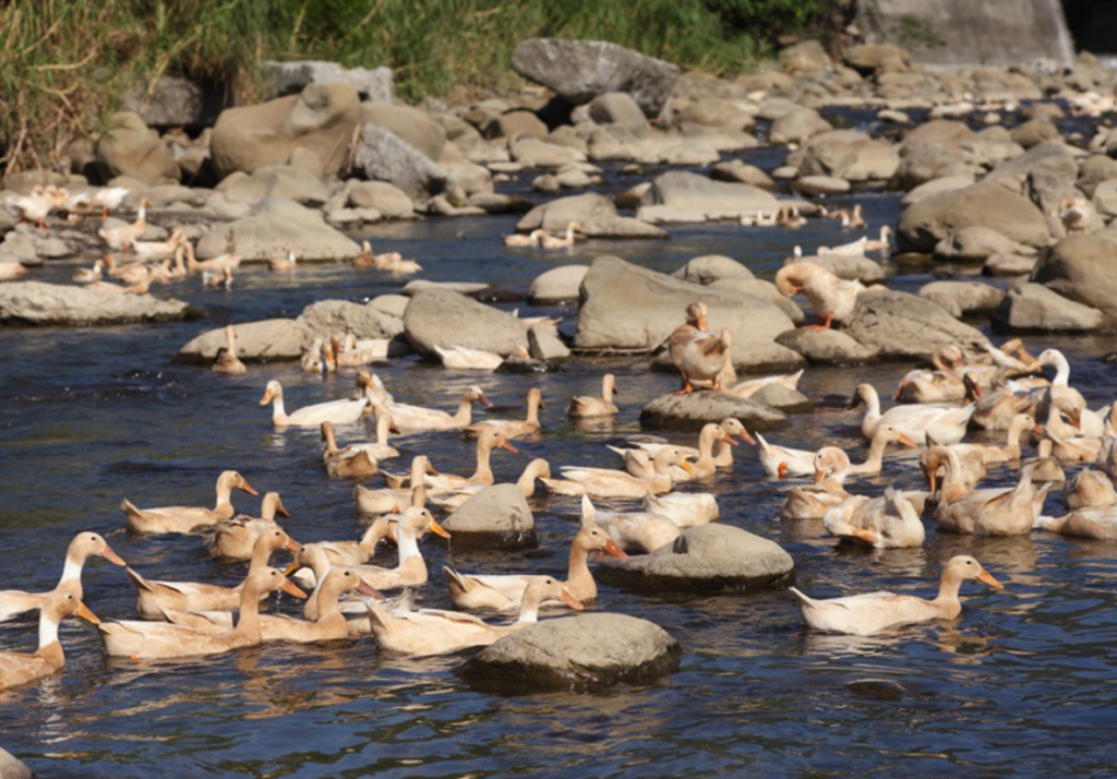 mallards checheng