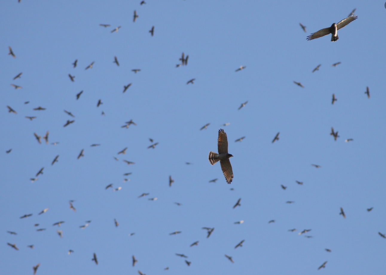 Migratory Raptors 2023 International Grey-faced Buzzard and Migratory Raptors Summit in ...