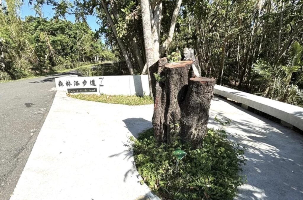 Kenting's Ancient Maoshi Tree