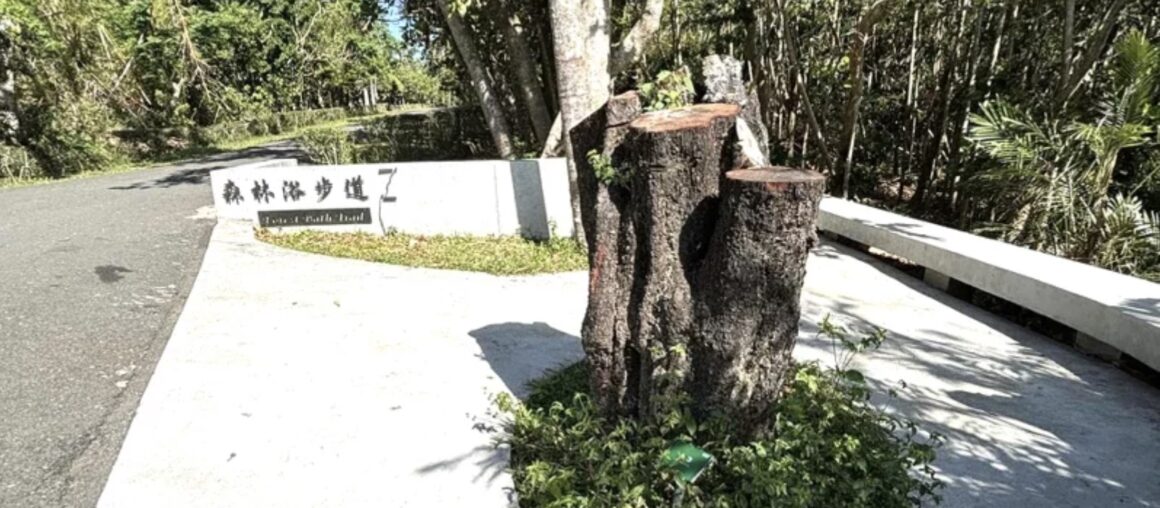 The Tragic Tale of Kenting's Ancient Maoshi Tree: A Victim of Modern Development