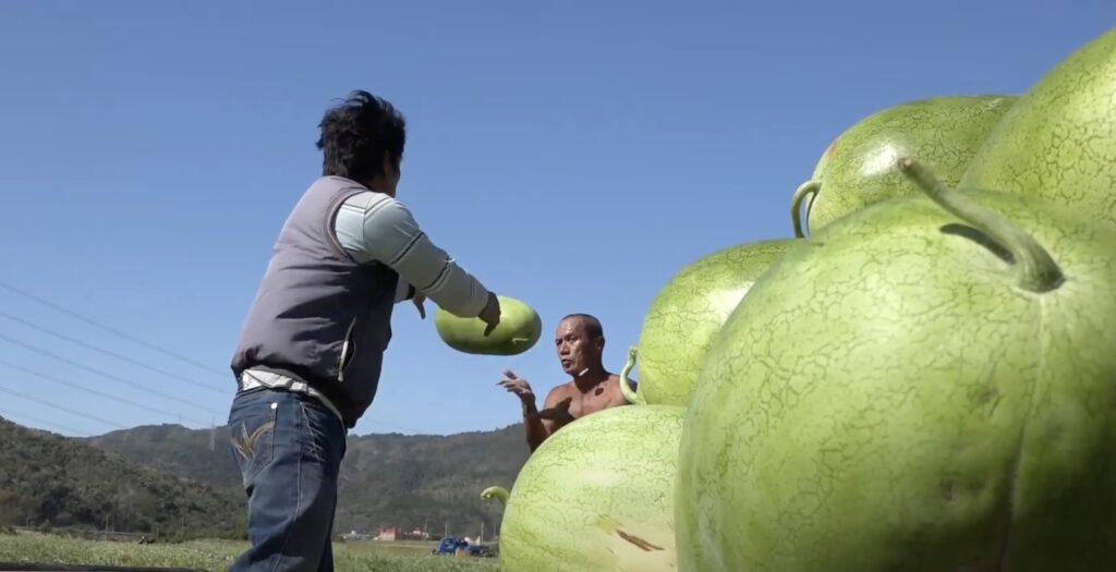 harvesting winter water melons in taiwan