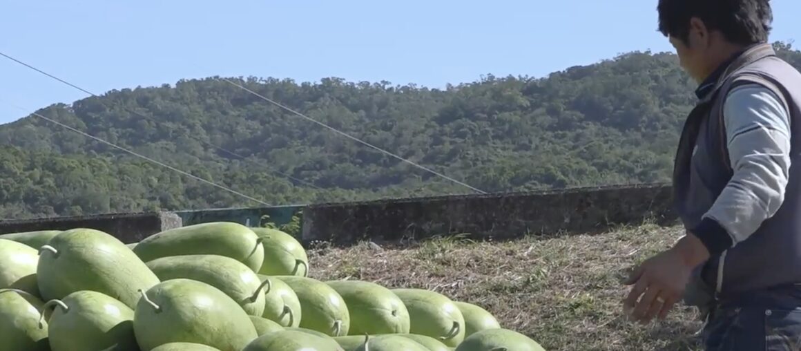 Winter Watermelon Wonders: Discovering Checheng's Seasonal Delight