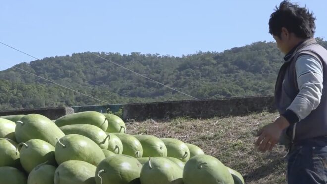 Winter Watermelon Wonders: Discovering Checheng's Seasonal Delight