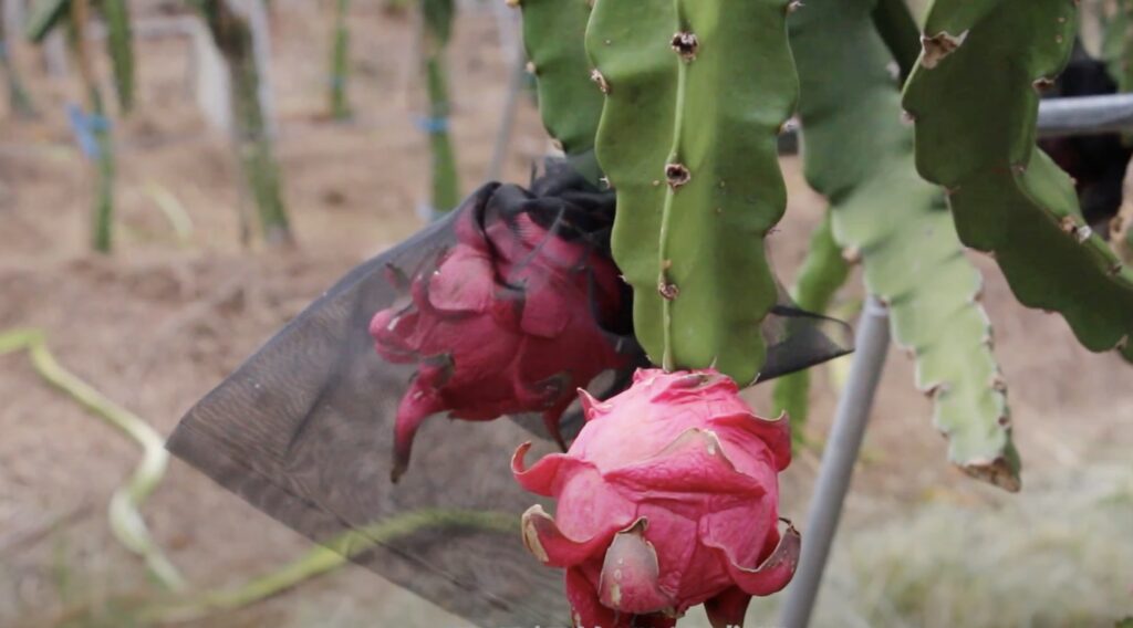 dragonfruit growing in a farm in taiwan