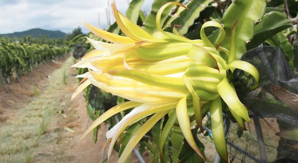 dragonfruit growing in southern taiwan