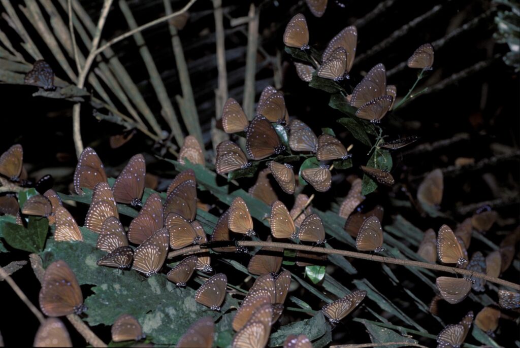 purple crow butterfiles in taiwan