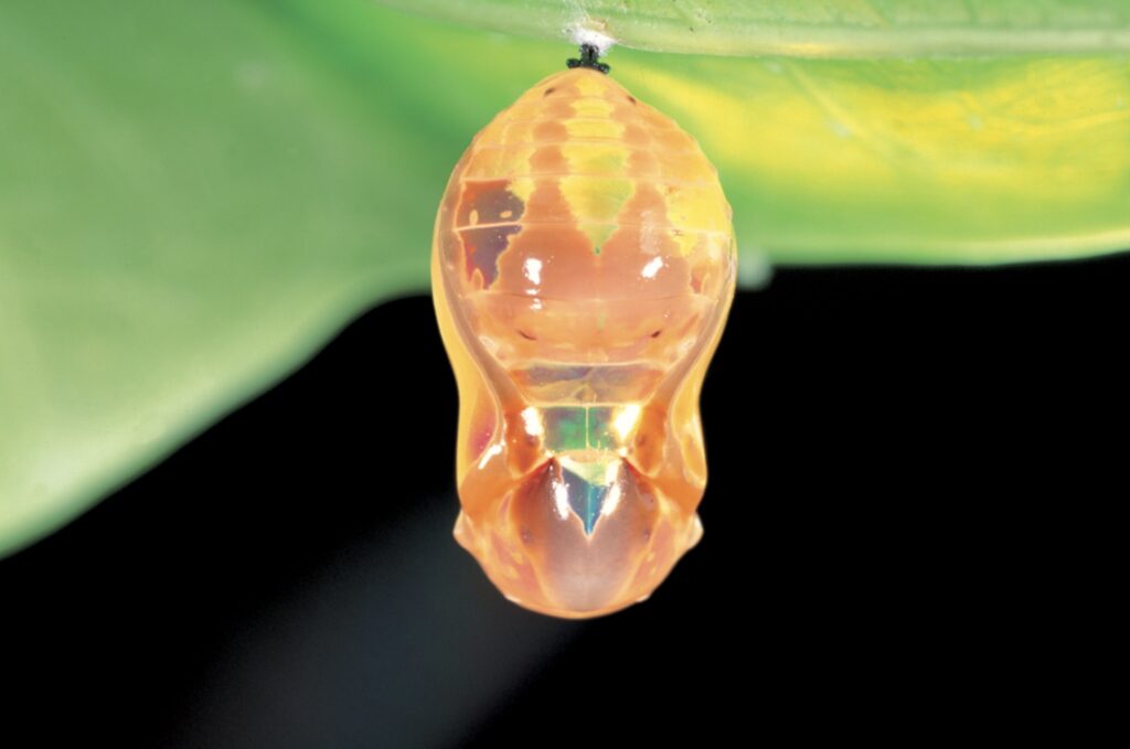 A chrysalis of purple crow butterfly