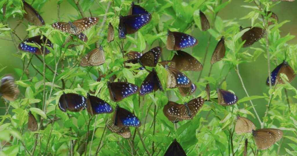 The Purple Butterfly Valley in Taiwan