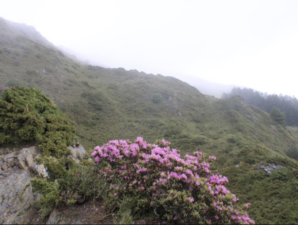 wild peonies taiwan