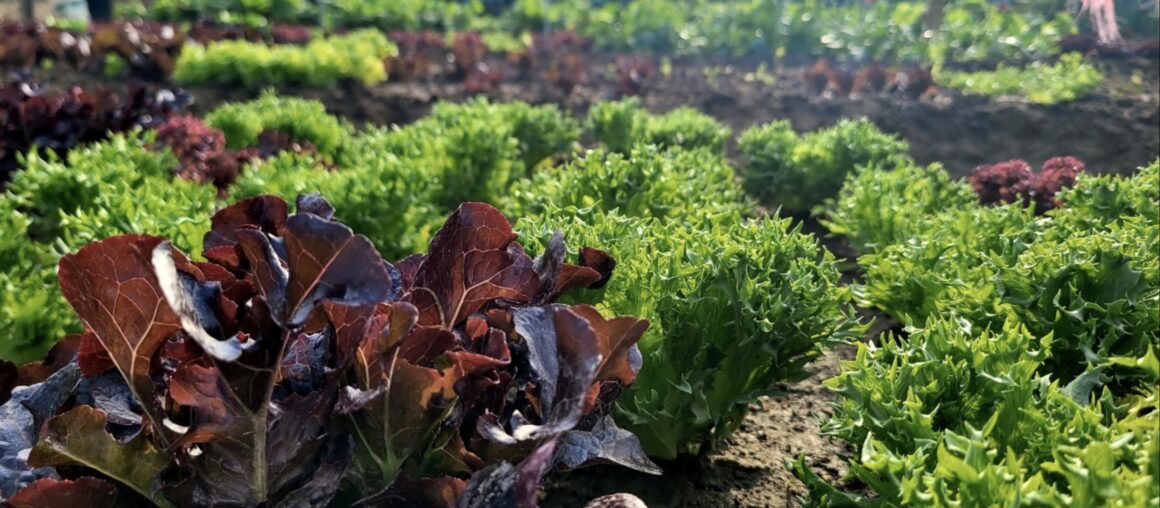 Friendly Techniques for Growing Vegetables and Fruits in Kenting