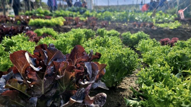 Friendly Techniques for Growing Vegetables and Fruits in Kenting