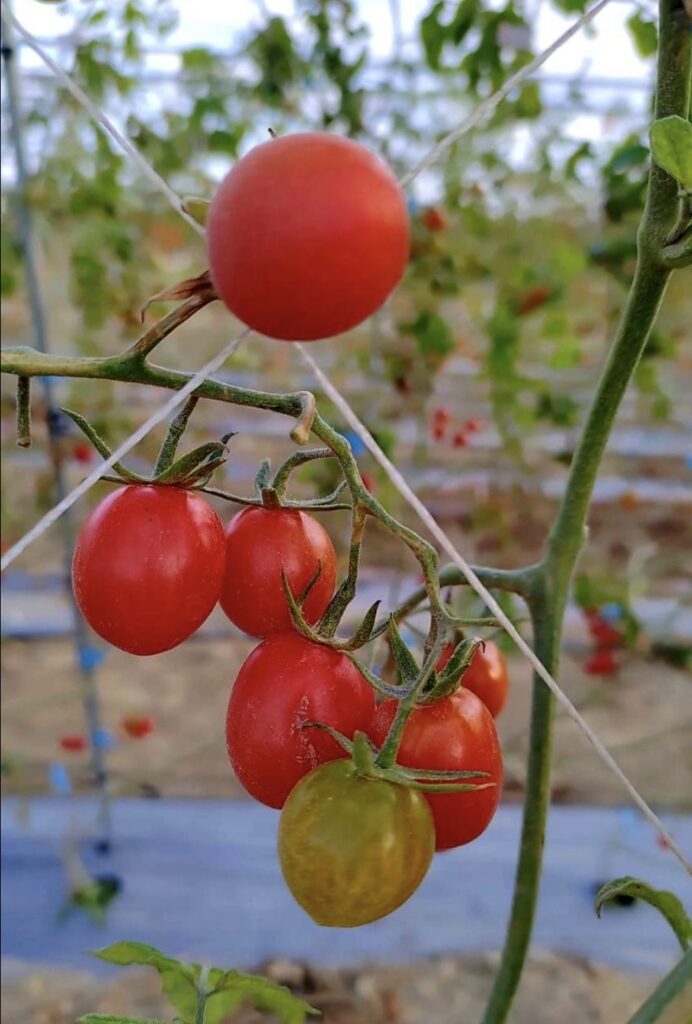 freshly grown tomatoes in kenting