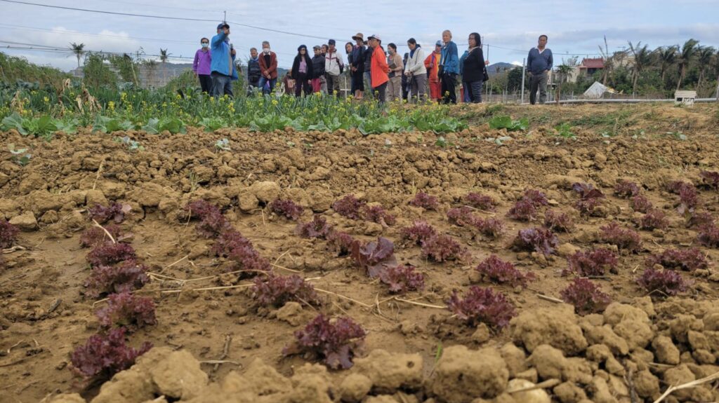 cultivated field with rows of leafy vegetables