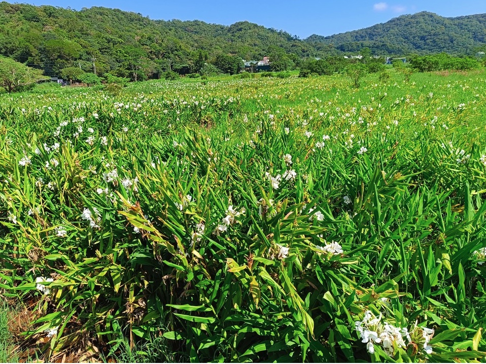 Wild Ginger Flower Field 野薑花田