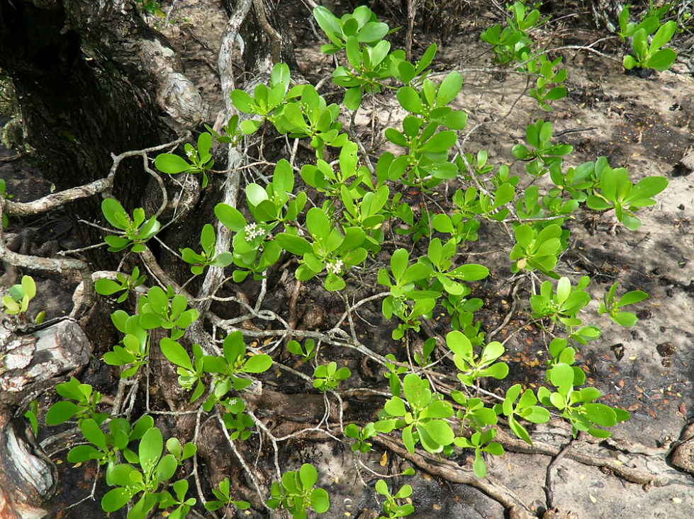 Lumnitzera racemosa