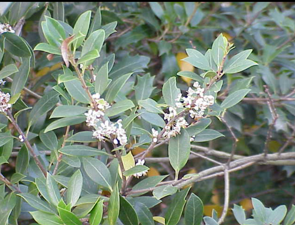 Osmanthus insularis