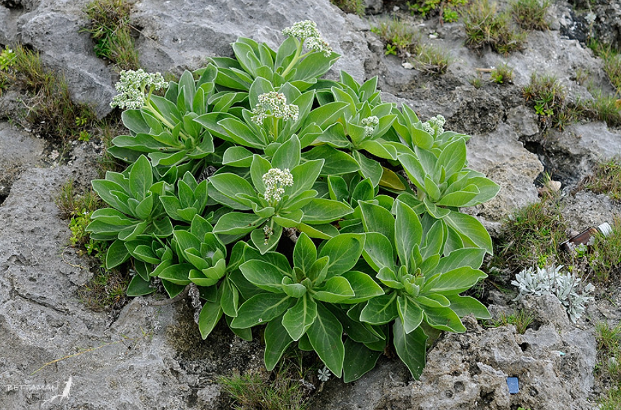 Tournefortia argentea