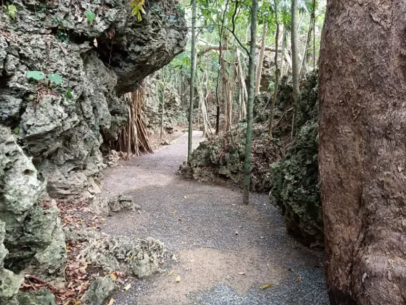 banyan trail