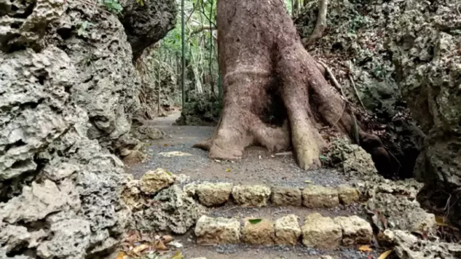 Concrete Pathways in Kenting Forest Recreation Area Harm Ecology