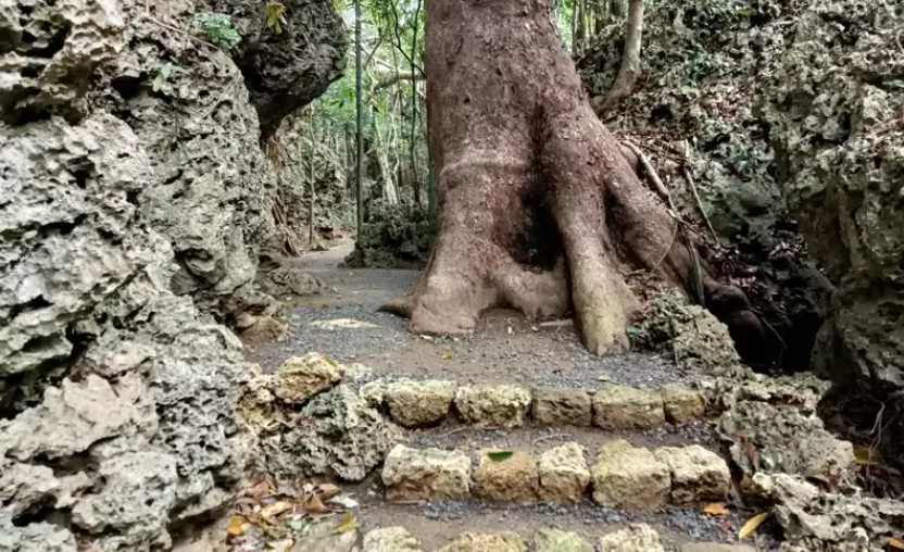 Concrete Pathways in Kenting Forest Recreation Area Harm Ecology