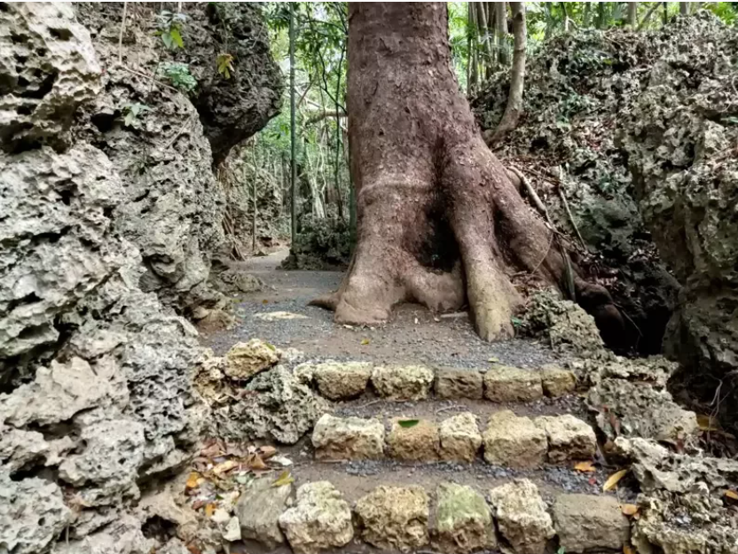 concrete pathways in kenting harm ecology of trees