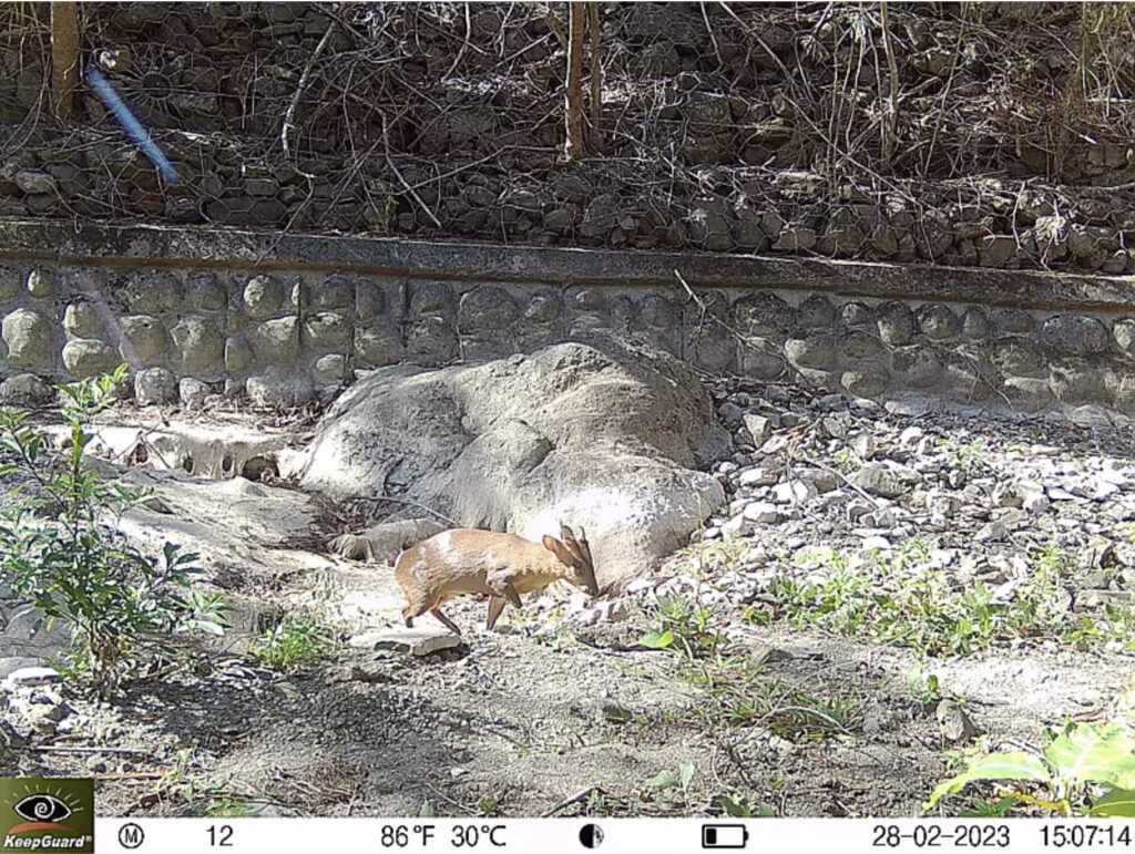 Formosan serow