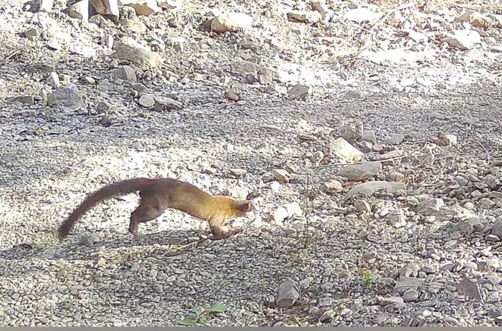 Yellow-throated Marten in Kenting