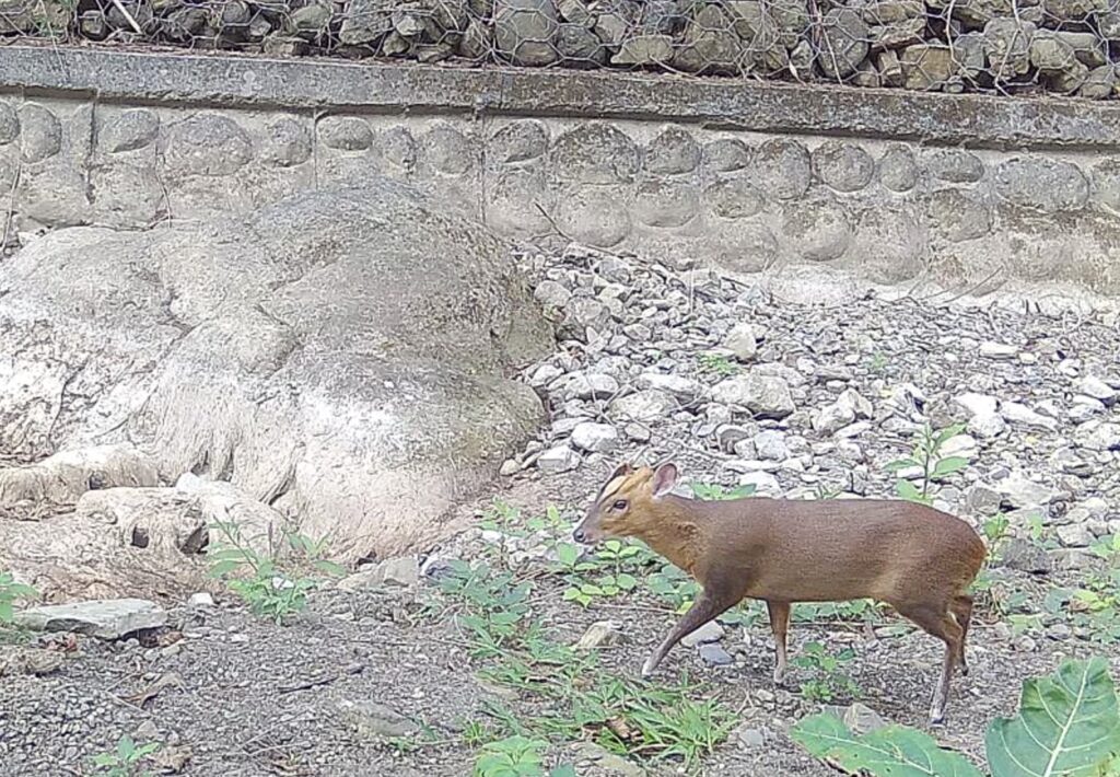 Formosan serow