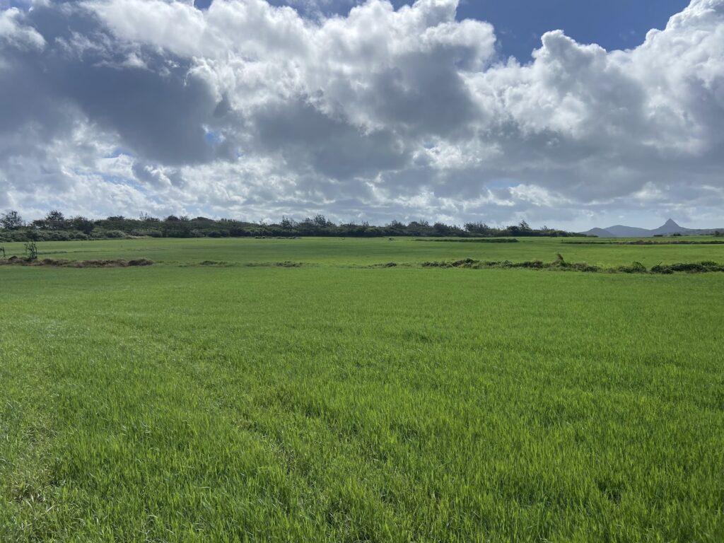 puding grassland kenting